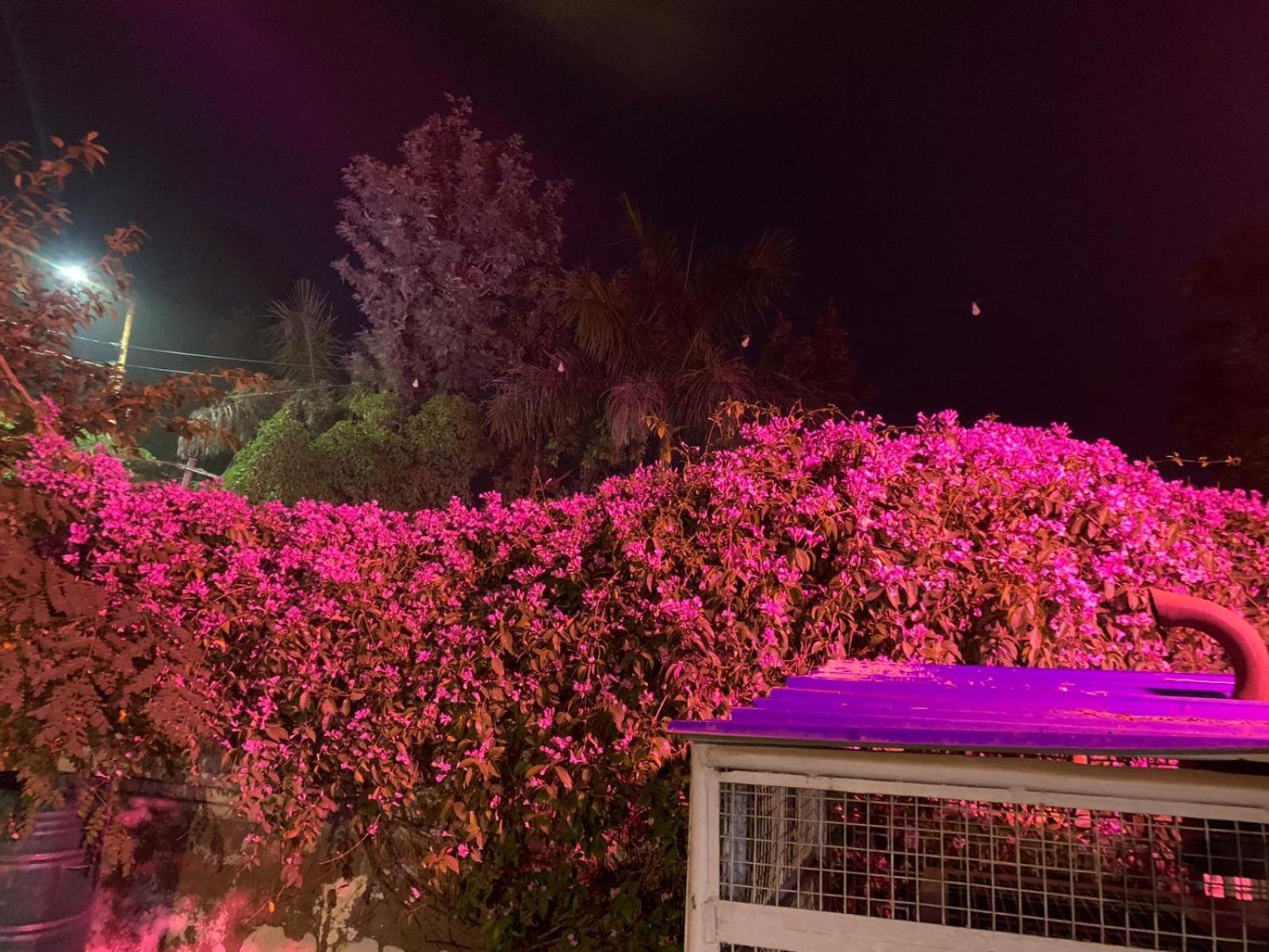 Nature Resort アーグラ エクステリア 写真