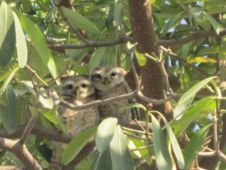Nature Resort アーグラ エクステリア 写真