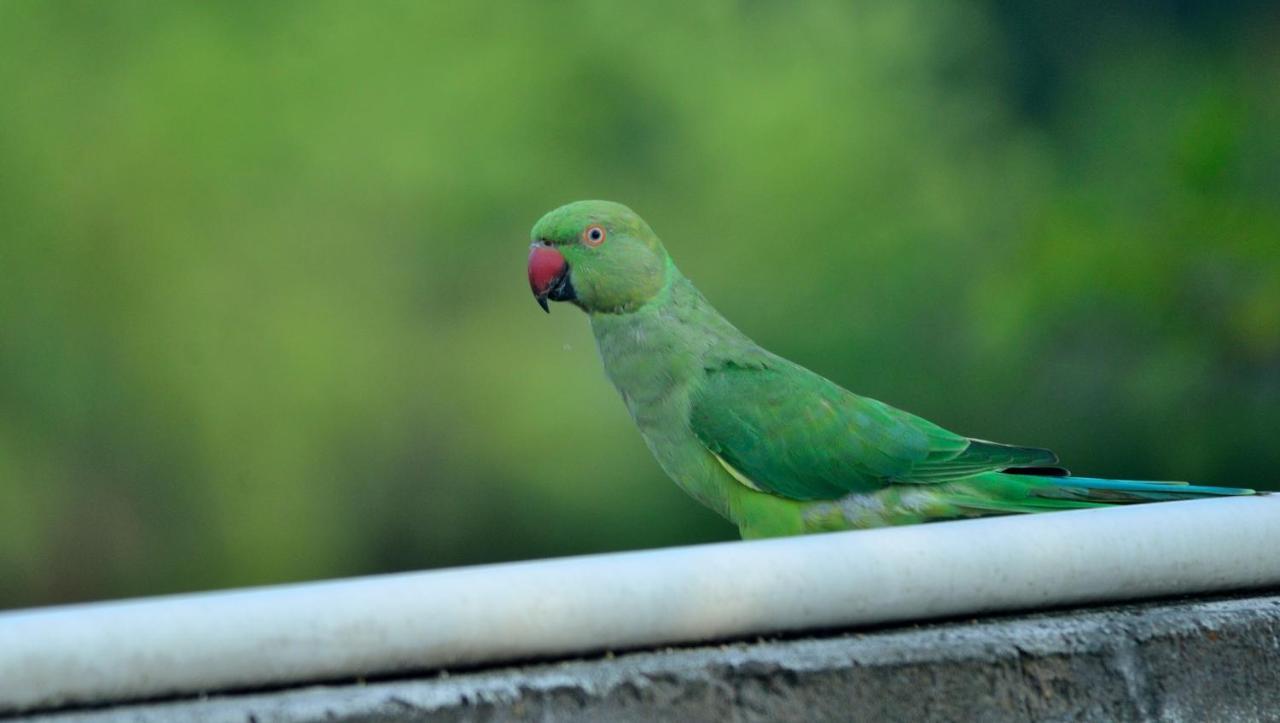 Nature Resort アーグラ エクステリア 写真