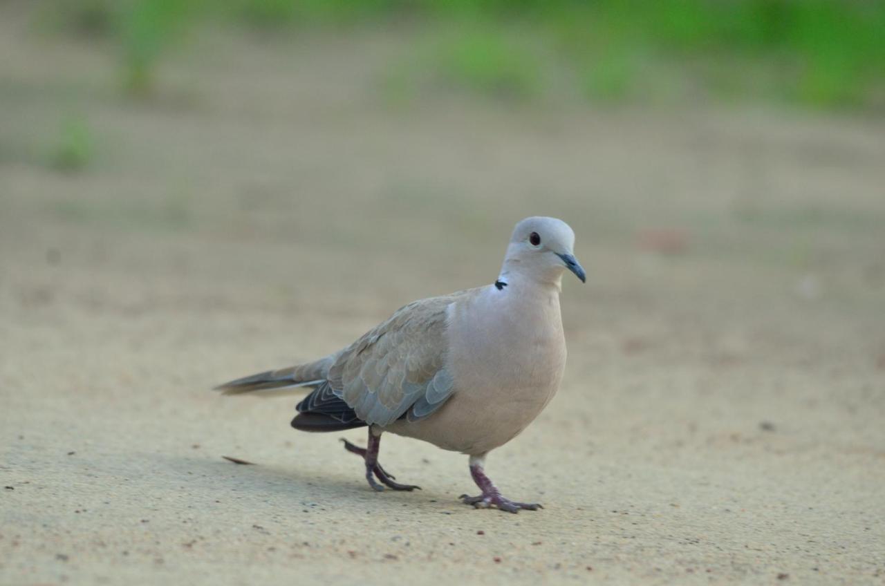 Nature Resort アーグラ エクステリア 写真